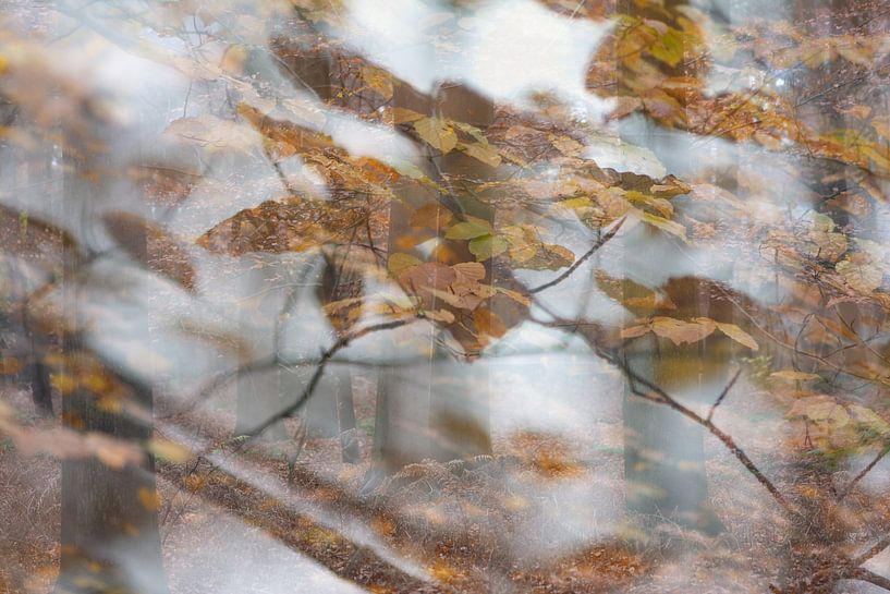 Forêt en automne par Lucia Leemans