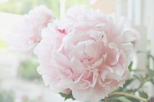 Peony