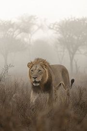 Lion in a Misty Savannah – Exclusive Fine-Art Wildlife Photography