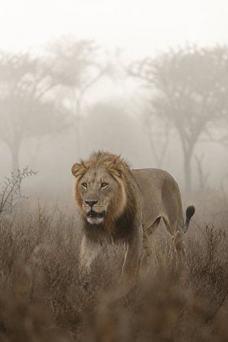 Lion in a Misty Savannah – Exclusive Fine-Art Wildlife Photography