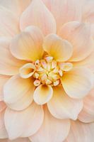 Dahlia Break Out - Zarte Farben