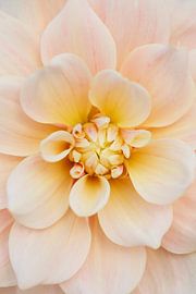 Dahlia Break Out - Soft Colors by Dagmar Hijmans
