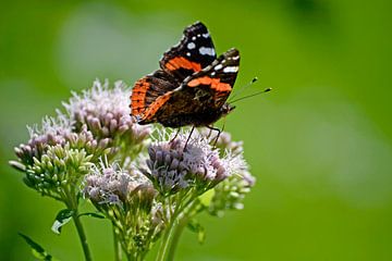Vlinder Atalanta van Susan Dekker