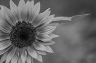 Schwarz-weiße Sonnenblume von Jolanda de Jong-Jansen Miniaturansicht