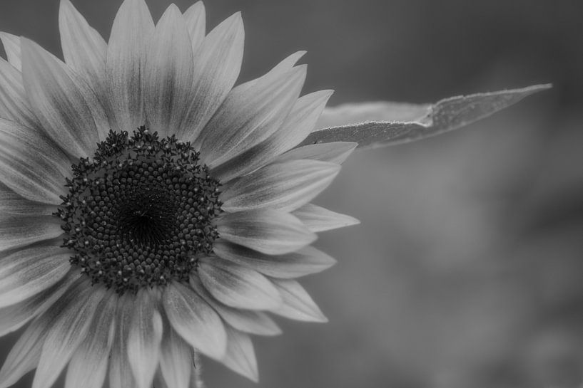 Zwartwit zonnebloem van Jolanda de Jong-Jansen