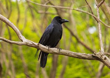 Corbeau noir dans le parc Yoyogi - Tokyo (Japon) sur Marcel Kerdijk