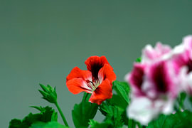 Elegant Pelargonium Grandiflorum with Dreamy Bokeh by Korayu Photography