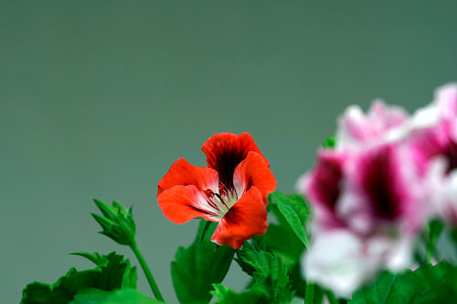 Elegante Pelargonium Grandiflorum met Dromerige Bokeh