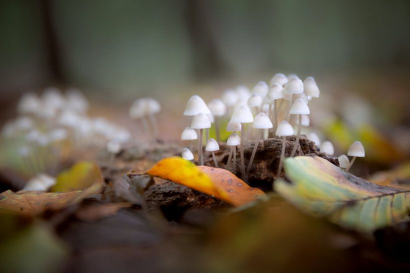 Village of tiny mushrooms by Dennis Claessens