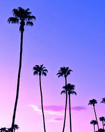 Palm Tree Sunset by Tom Windeknecht