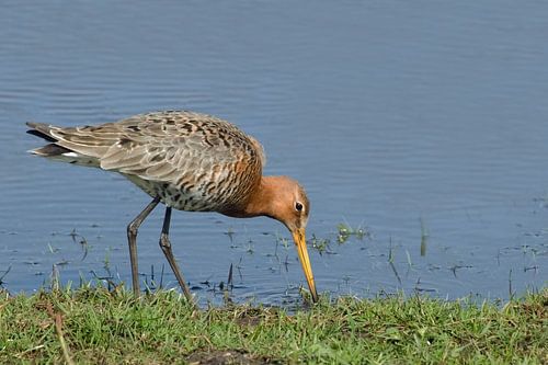 Grutto langs de waterkant