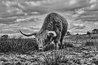 Schotse hooglander