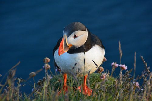 Papageientaucher in Island