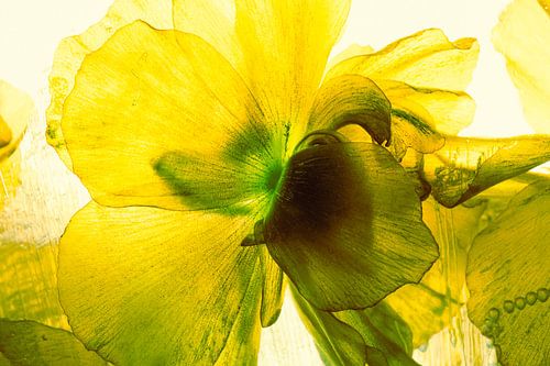 Renoncule en glace 1 - 2