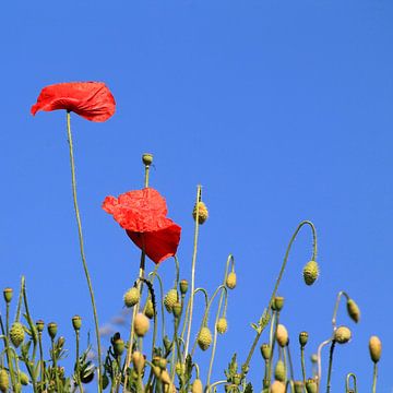 Klaprozen in de wind van Roel de Vries