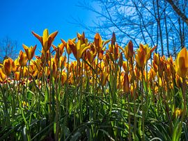 ein Weitwinkel von gelben/roten Tulpen von Martijn Tilroe