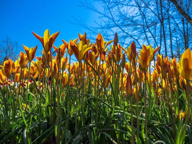a wide angle of yellow/red tulips by Martijn Tilroe