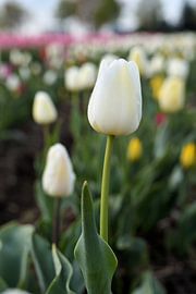 Blühende Tulpen auf einem Tulpenfeld im Frühling von Heiko Kueverling