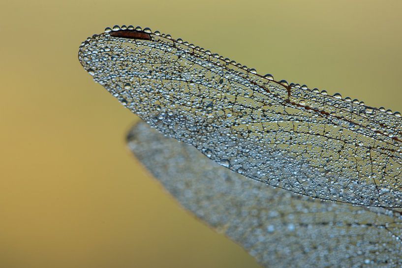 Wings of a dragonfly by Esther Ehren