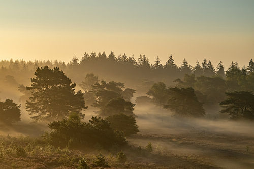 Sunrise over a heather landscape by Sjoerd van der Wal Photography