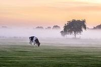 Kuh, Nebel, Baum
