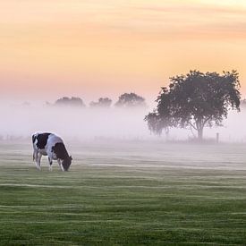 Cow, fog, tree by Hans Brasz