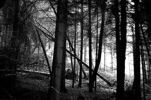 Nebelwald