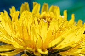 A dandelion in close-up