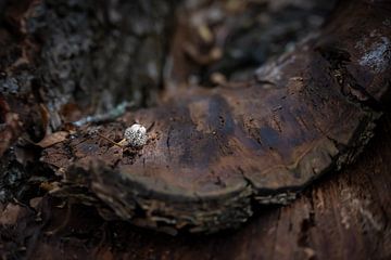 Loneliness in Autumn by Miranda Palinckx