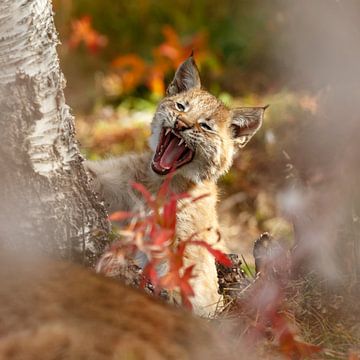 Lynx welp aan het gappen