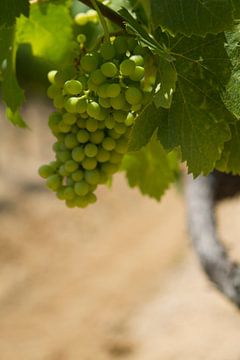 Druivestokken in een wijngaard in Zuid-Frankrijk (1) van rene marcel originals