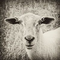 Schaap