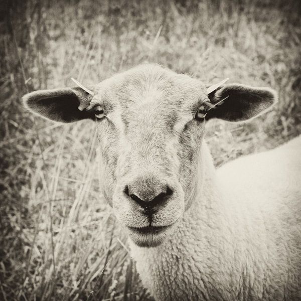 Schaap by Judith van der Graaf