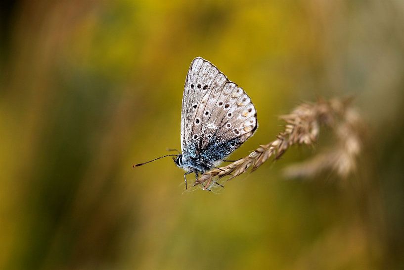Ready for take-off by Linda de Klein