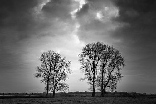 Duo's: 2 x 2 bomen onder een dreigende lucht