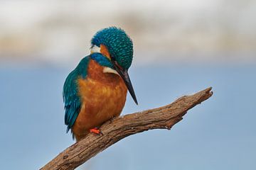 Martin-pêcheur - Pêcheur attentif sur Martins-pêcheurs - Corné van Oosterhout