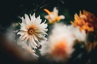 Elegance in White and Orange