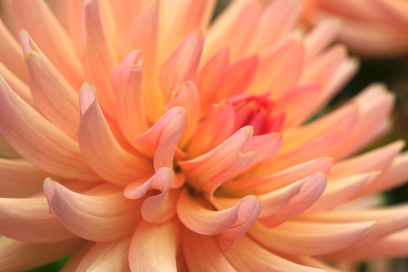 Dahlia by Thomas Jäger