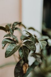 Plant in Porto by Marjolein Dieleman