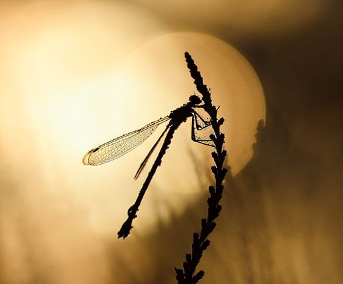 Libelle in den frühen Morgenstunden