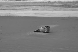 Bilder einer Kegelrobbe am Strand von Langeoog. von Bianca Meyering Fotos - BMF