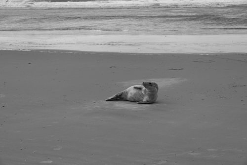Foto's van een grijze zeehond op het strand van Langeoog.