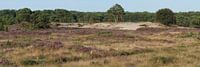 heideterrein met zandverstuiving, boswachterij Echten