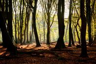 Forêt de Speulder par wilma ten Bhömer Aperçu