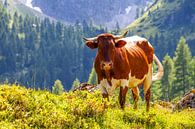 A cow on the mountain pasture by Christa Kramer thumbnail