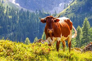 Eine Kuh auf der Alm