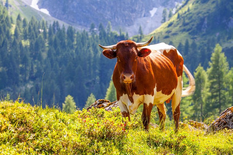 A cow on the mountain pasture by Christa Kramer