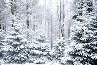 Winterbos motief