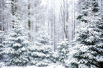 Winter Wald Motiv