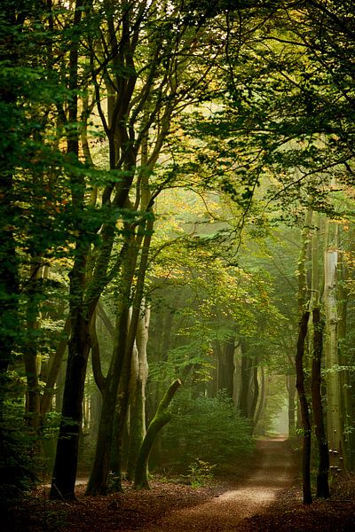 Sunlight illuminates the winding dirt road in the Speulderbos by Jenco van Zalk